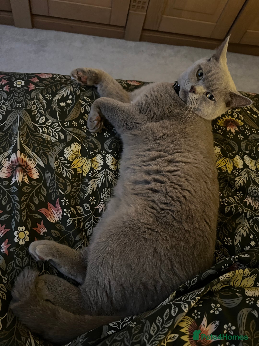 British Shorthair cats for sale: Lilac British shorthair MALE - Advert 6