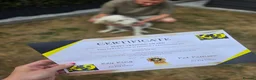 Golden Retriever dogs for sale: Golden retriever male pedigree 7 months old in Derby - Advert 11