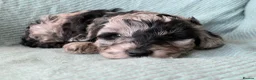 Cockapoo dogs for sale: Stunning & unique ✨ - Advert 7