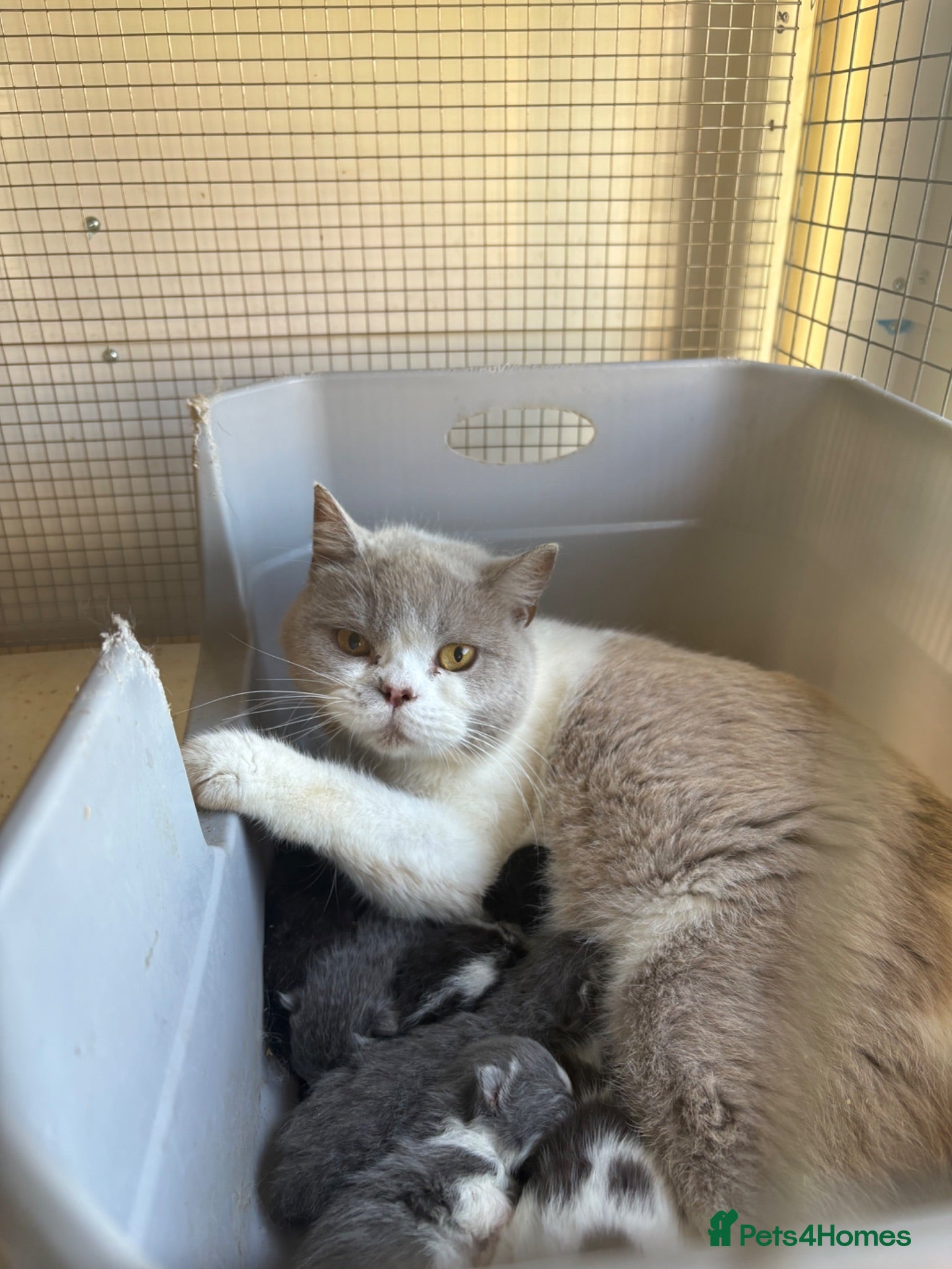 Mixed Breed cats Kittens available  - Advert 2