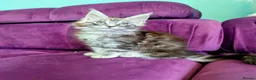 Maine Coon cats for sale: Pedigreed Maine Coon kittens - Advert 10