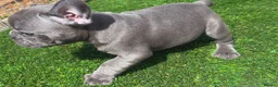 French Bulldog dogs for sale: Blue French bulldog puppies  - Advert 5