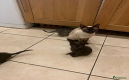 Bengal cats for sale: Bengal and black kittens - Image 5