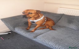 Mixed Breed dogs for sale: Bullmastiff/Rottweiler for rehoming - Image 1