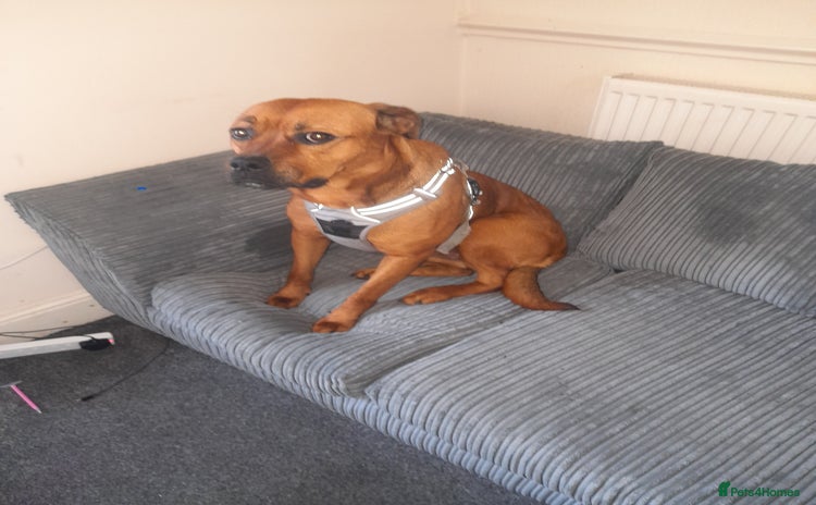 Mixed Breed dogs - Advert 1