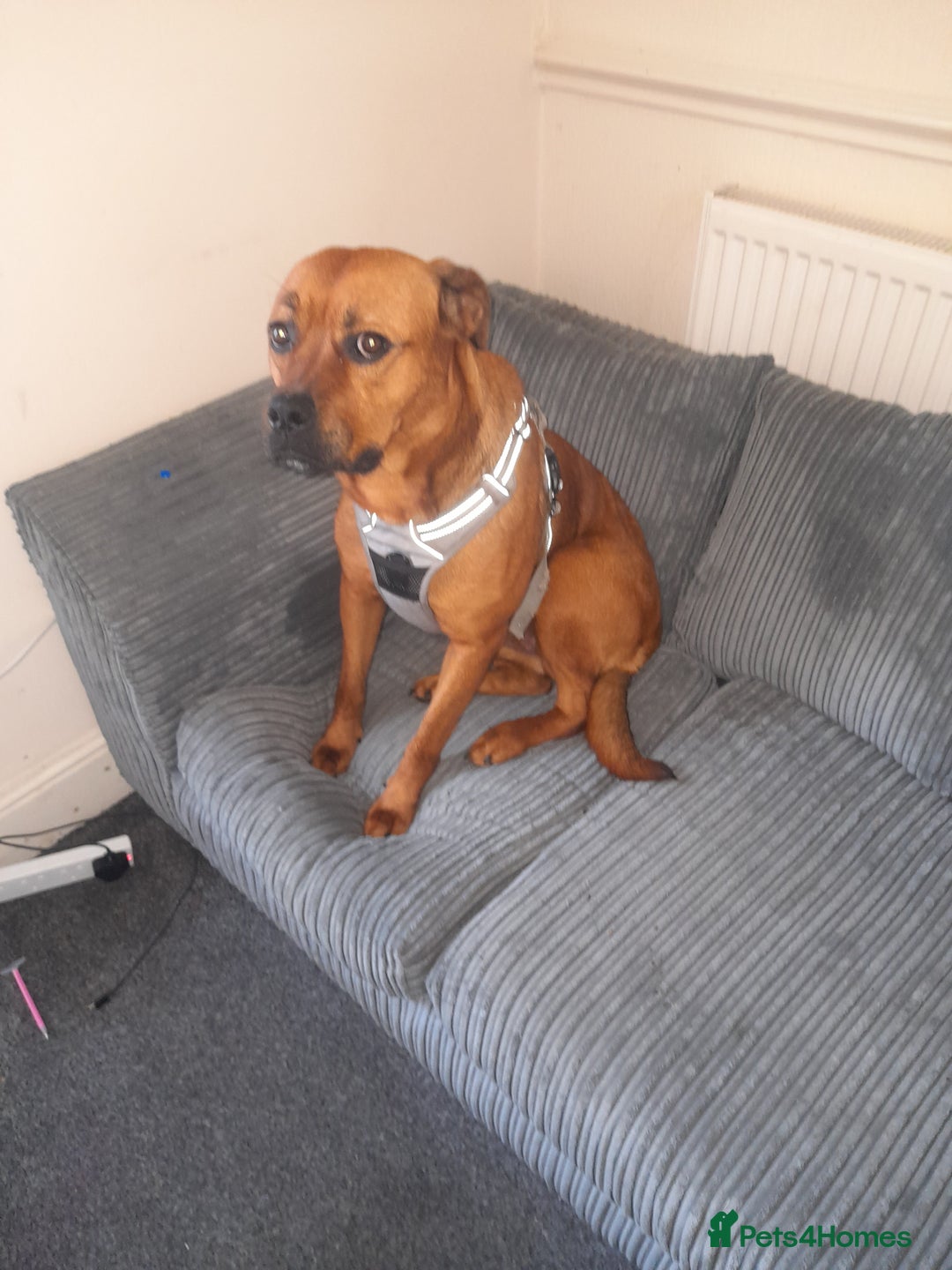 Mixed Breed dogs for sale: Bullmastiff/Rottweiler for rehoming - Image 1