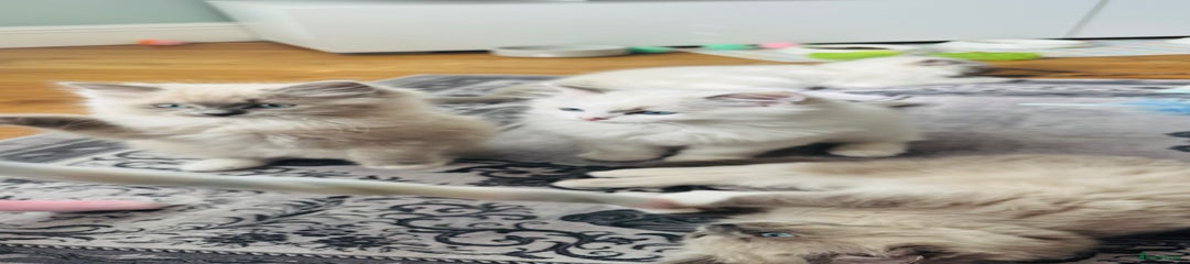 Ragdoll Kitten 2