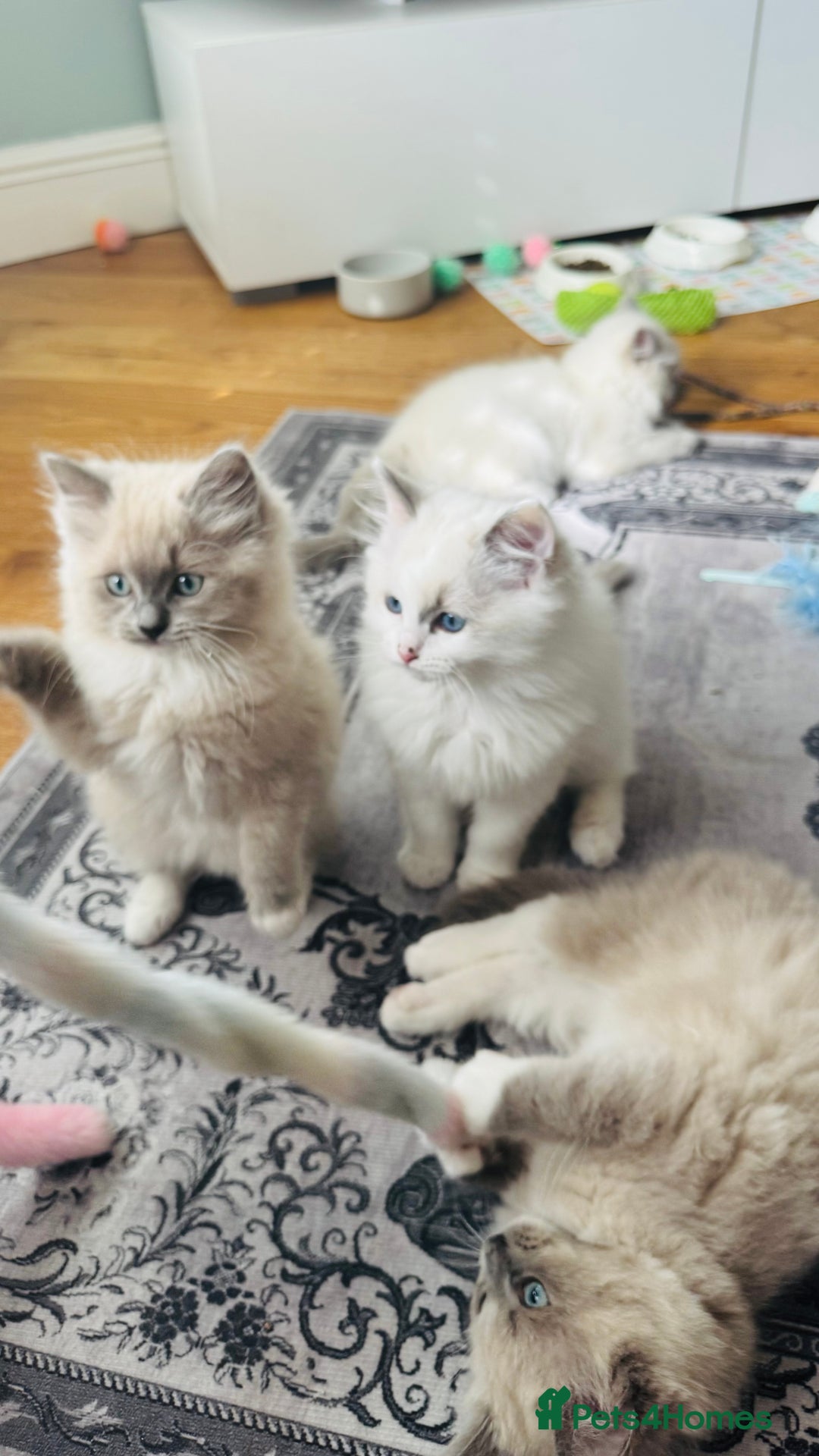 Ragdoll cats for sale: 2 Mink & 1 Blue Point Fluffy Babies  - Image 5