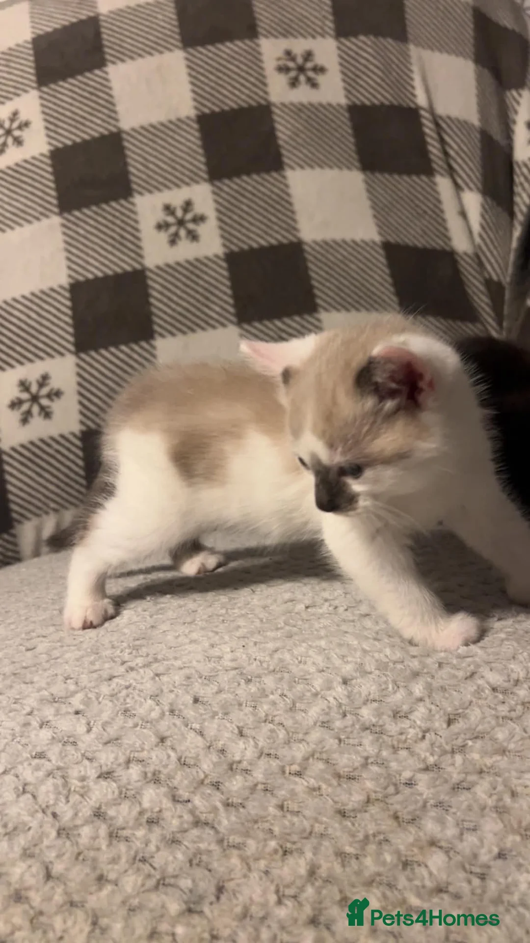 Balinese cats for sale: Beautiful 6 kittens half Balinese  - Advert 2