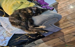 Maine Coon cats for sale: Maine coon  - Image 5