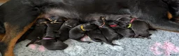 Rottweiler dogs for sale: 🐾 Beautiful Rottweiler Puppies 🐾 - Advert 4