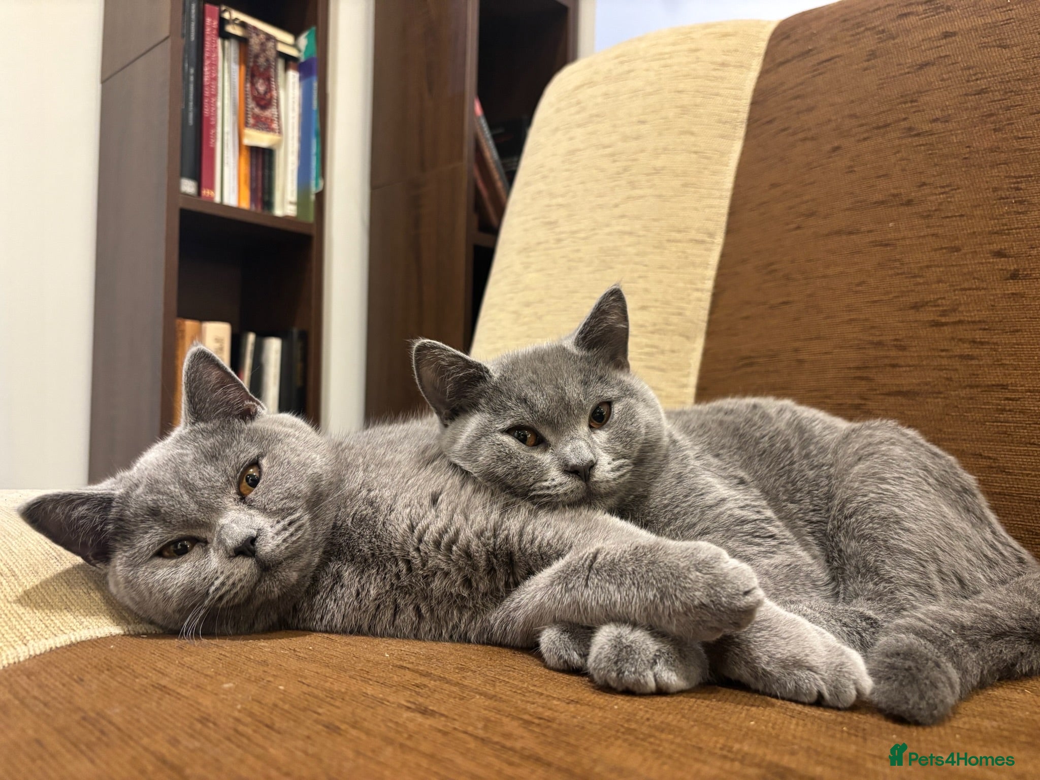 British Shorthair cats TICA registered Champion Bloodline BSH Kittens - Advert 1