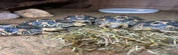 Tortoise reptiles for sale: Various Tortoises At Urban Exotics - Advert 9