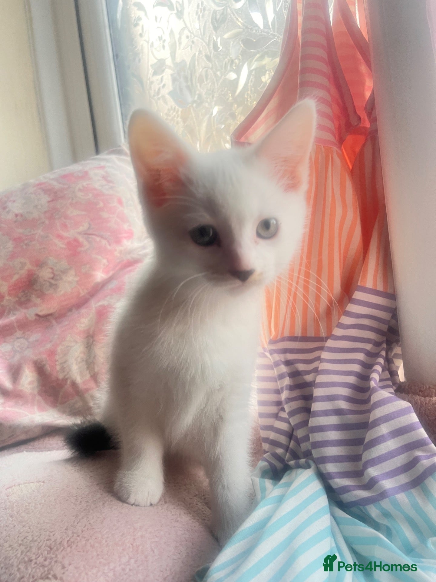 Mixed Breed cats BEAUTIFUL KITTENS FOR SALE - Advert 1