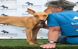 Mixed Breed dogs for adoption: Fabulous Flynn - Image 12