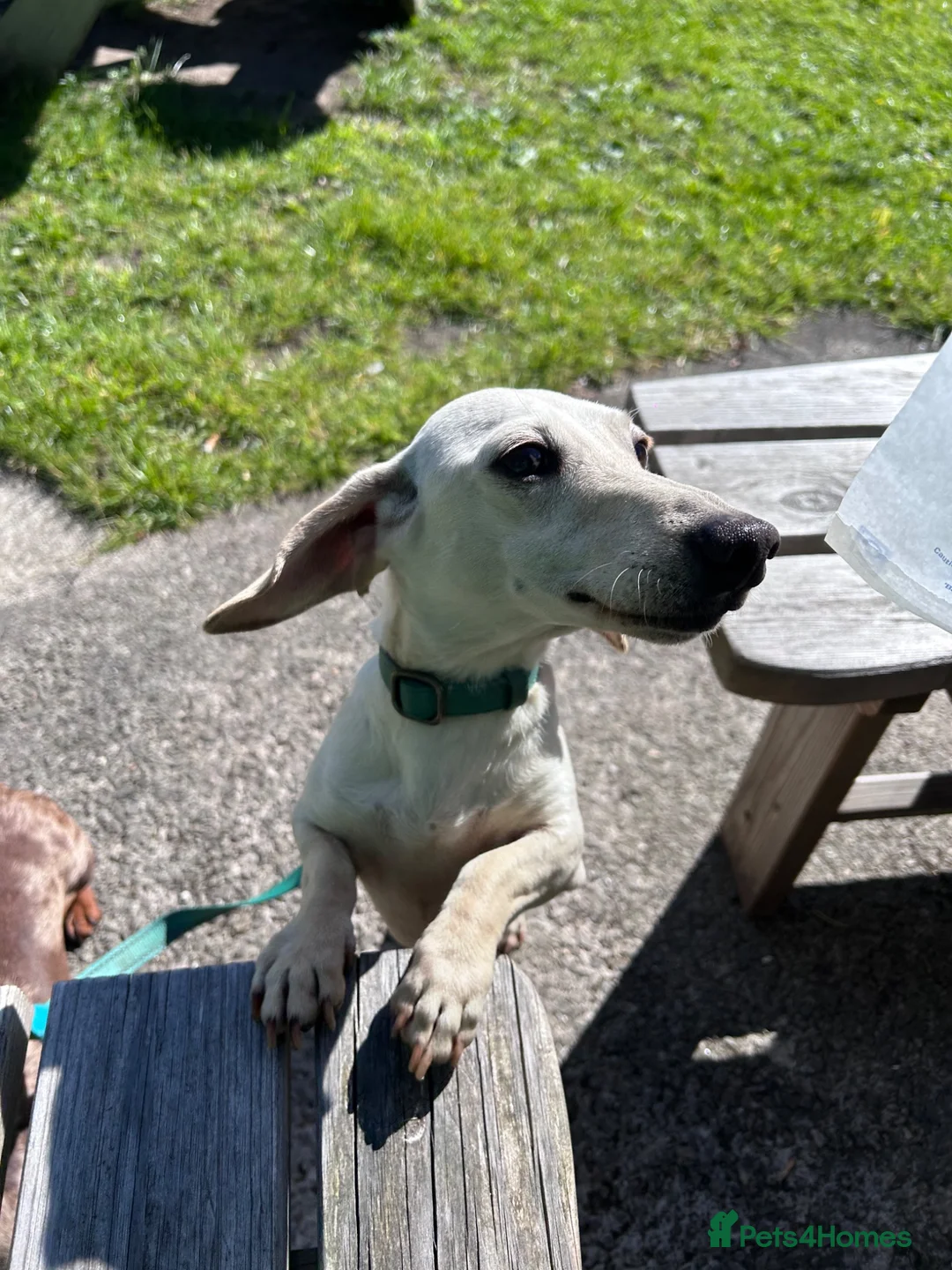 Miniature Dachshund dogs for stud: PALE CREAM MINI AT STUD - Advert 2