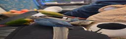 Conures birds for sale: Hand reared 325 ono - Advert 1