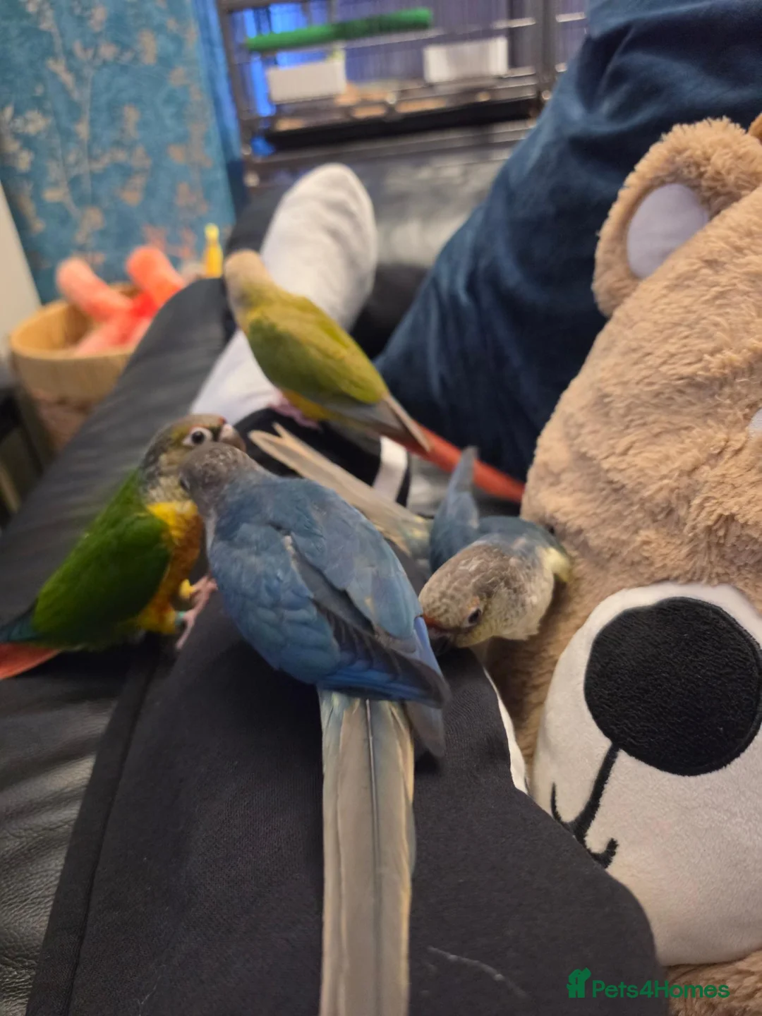 Conures birds for sale: Hand reared 325 ono - Advert 1