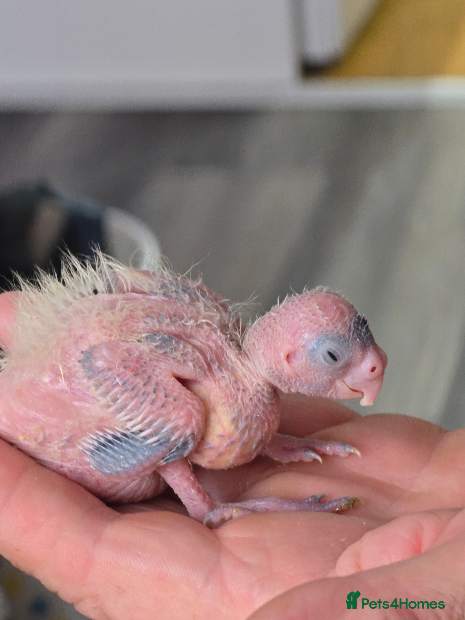 Cockatiels birds 1 Baby Cockatiels Left Looking for Loving Homes - Advert 1