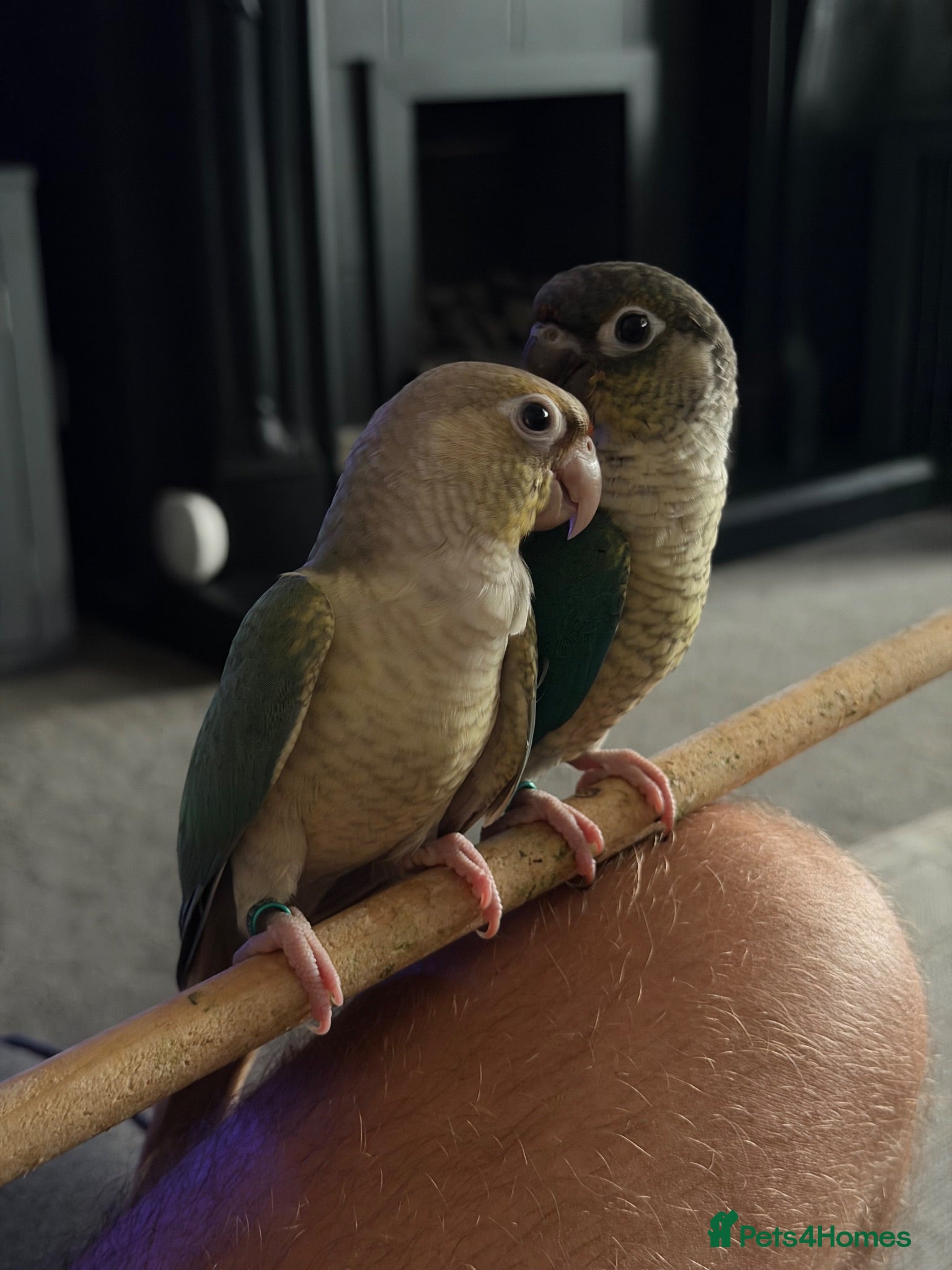 Conures birds Conures for sale. - Advert 22