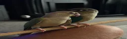 Conures birds for sale: Hand reared Conures for sale. - Advert 1