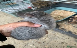 Netherland Dwarf rabbits for sale: Gorgeous Netherland Dwarf Rabbits - Ready in Sept - Image 19