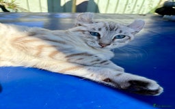 Keetso cats for sale: Breath taking polydactyl curled eared girl  - Image 25