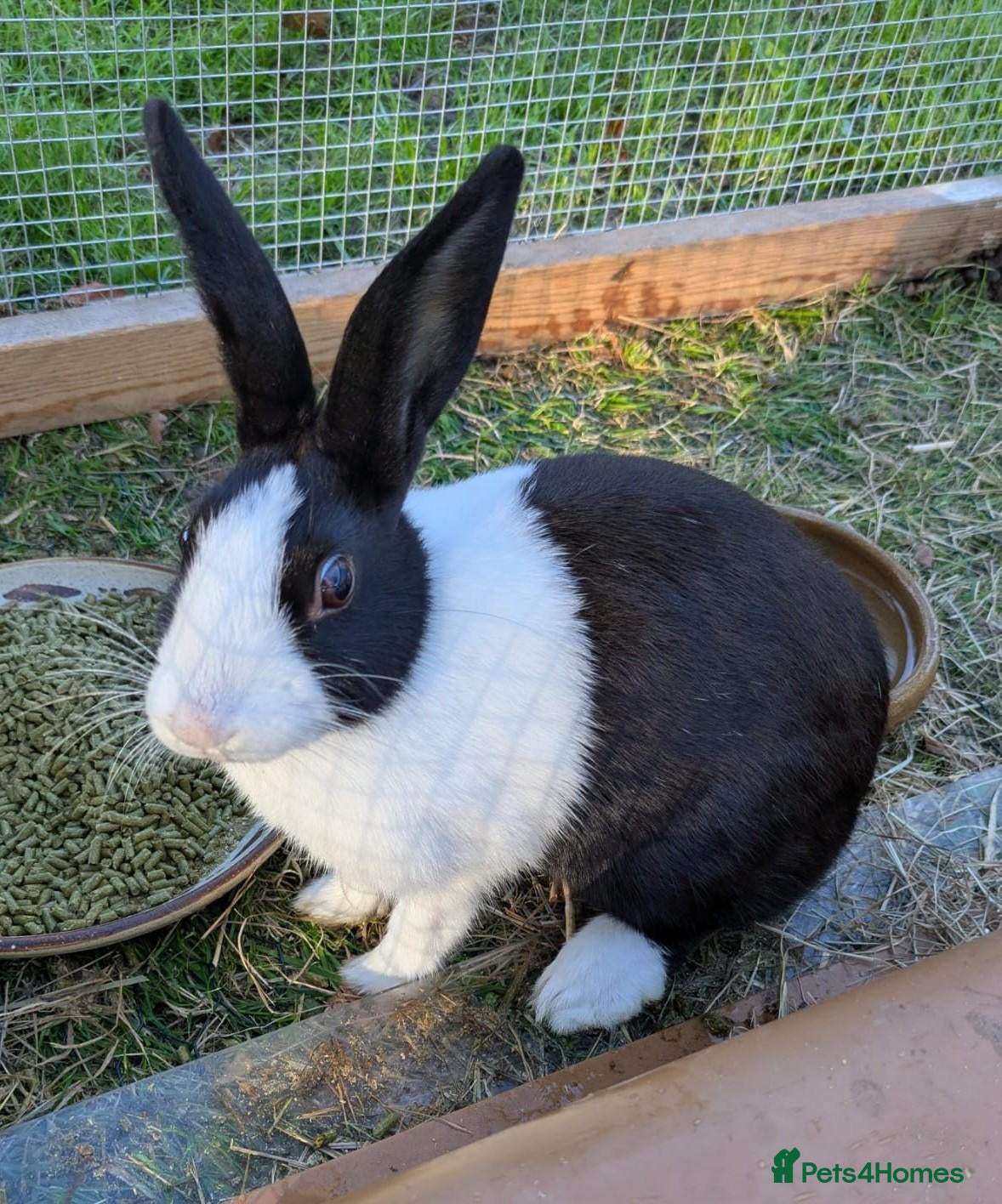 Dutch rabbits Black Dutch Buck Rabbit - Advert 15