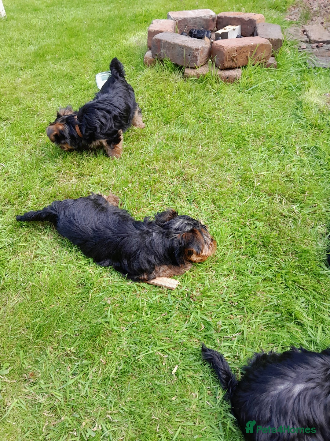 Yorkshire Terrier dogs for sale: Adorable Yorkshire Terrier puppies for sale - Image 4