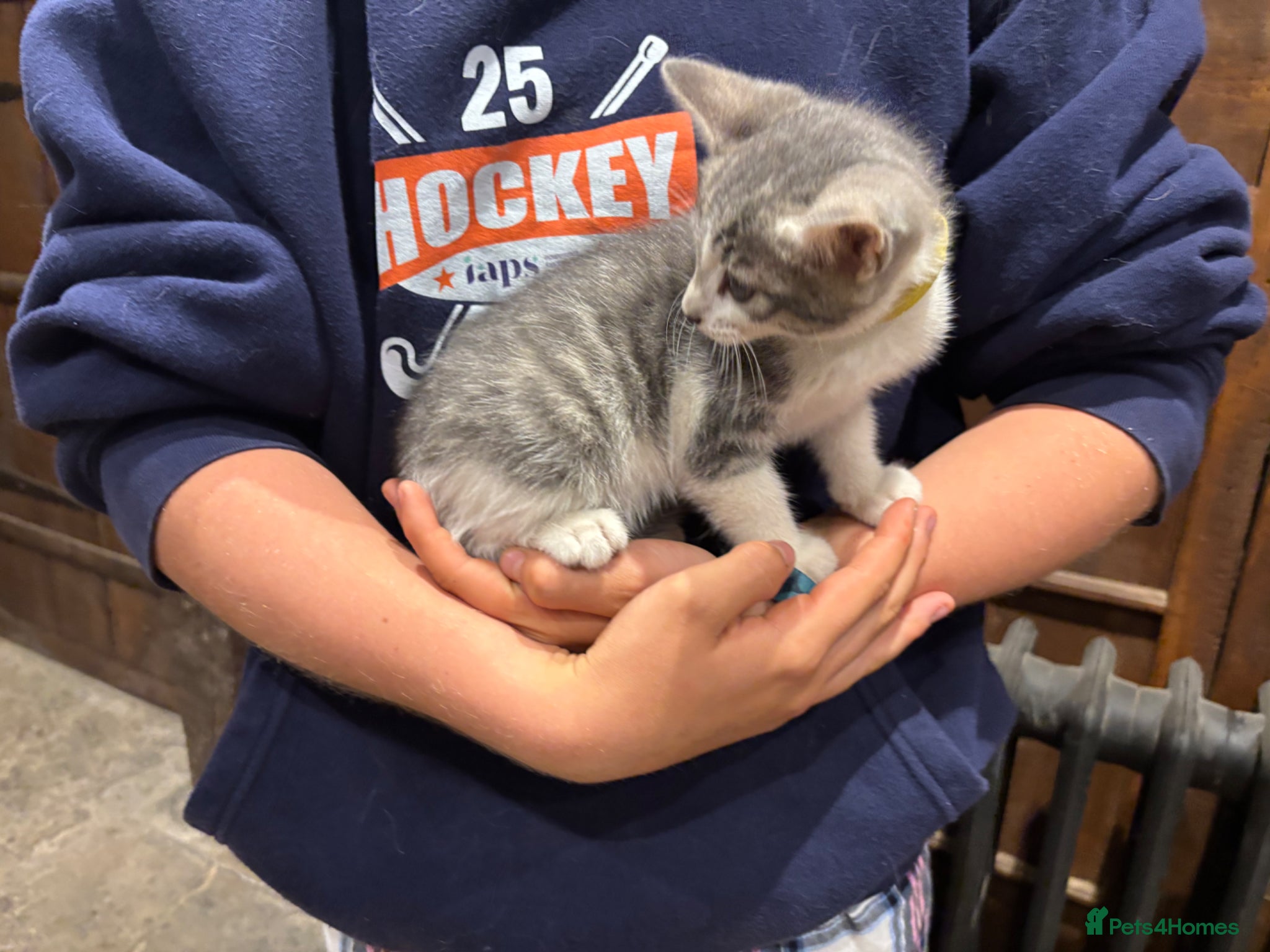 Mixed Breed cats for sale: Gorgeous Kittens Looking for 5* Forever Homes  - Advert 30
