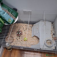 Guinea Pig rodents - Advert 7