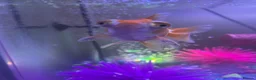 Fancy Goldfish fish for sale: Telescope goldfish for sale  - Advert 3