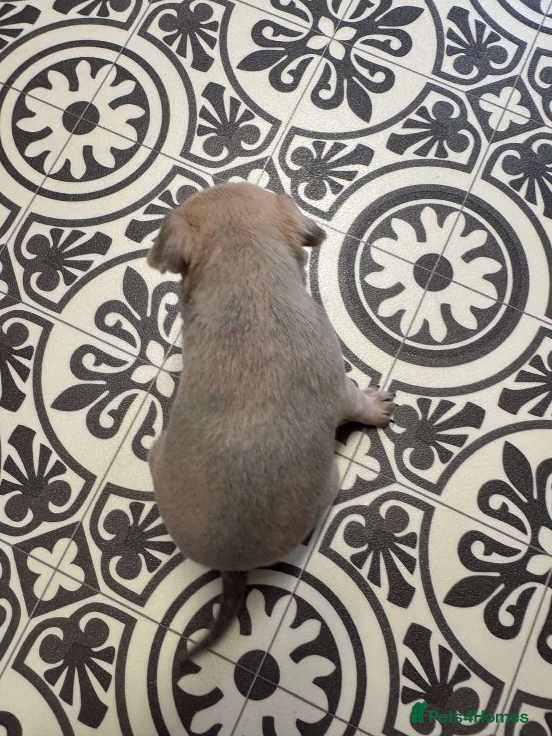 Chug dogs for sale: 6 beautiful chug puppies for sale ❤️ - Image 31
