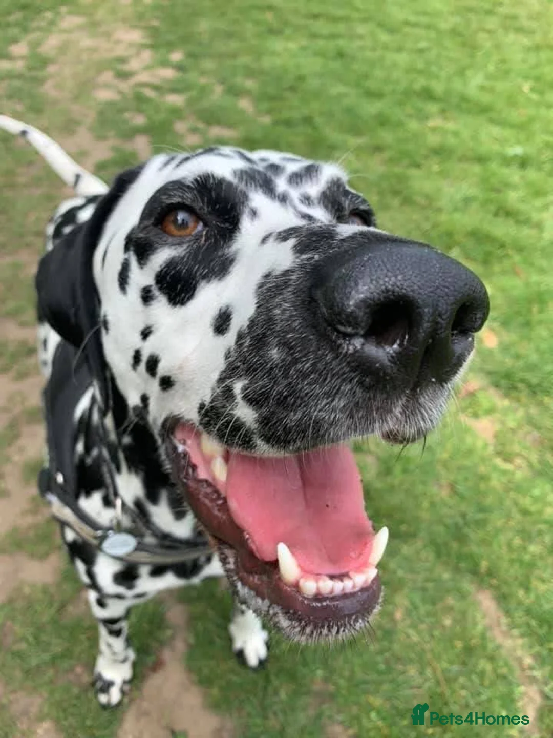 Dalmatian dogs for sale: Dalmy - Advert 12