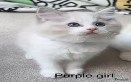 Ragdoll cats for sale: Ragdoll kittens for sale - Image 5