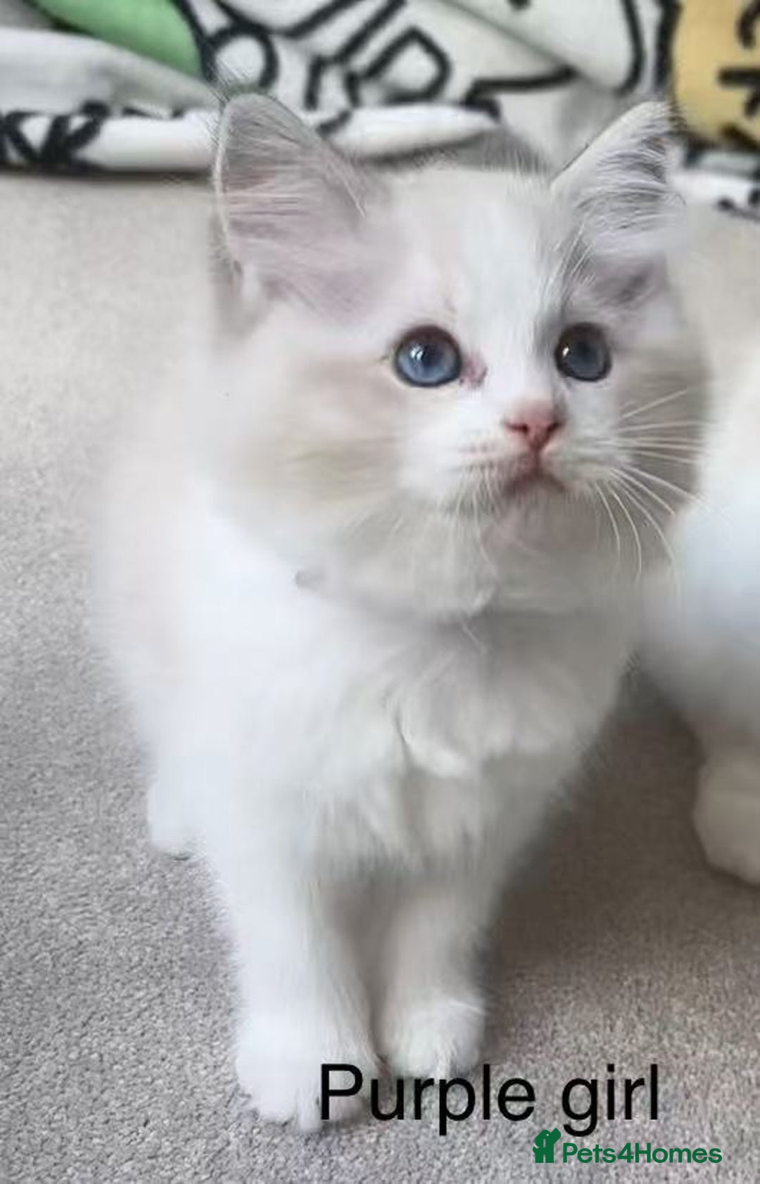 Ragdoll cats for sale: Ragdoll kittens for sale - Image 5