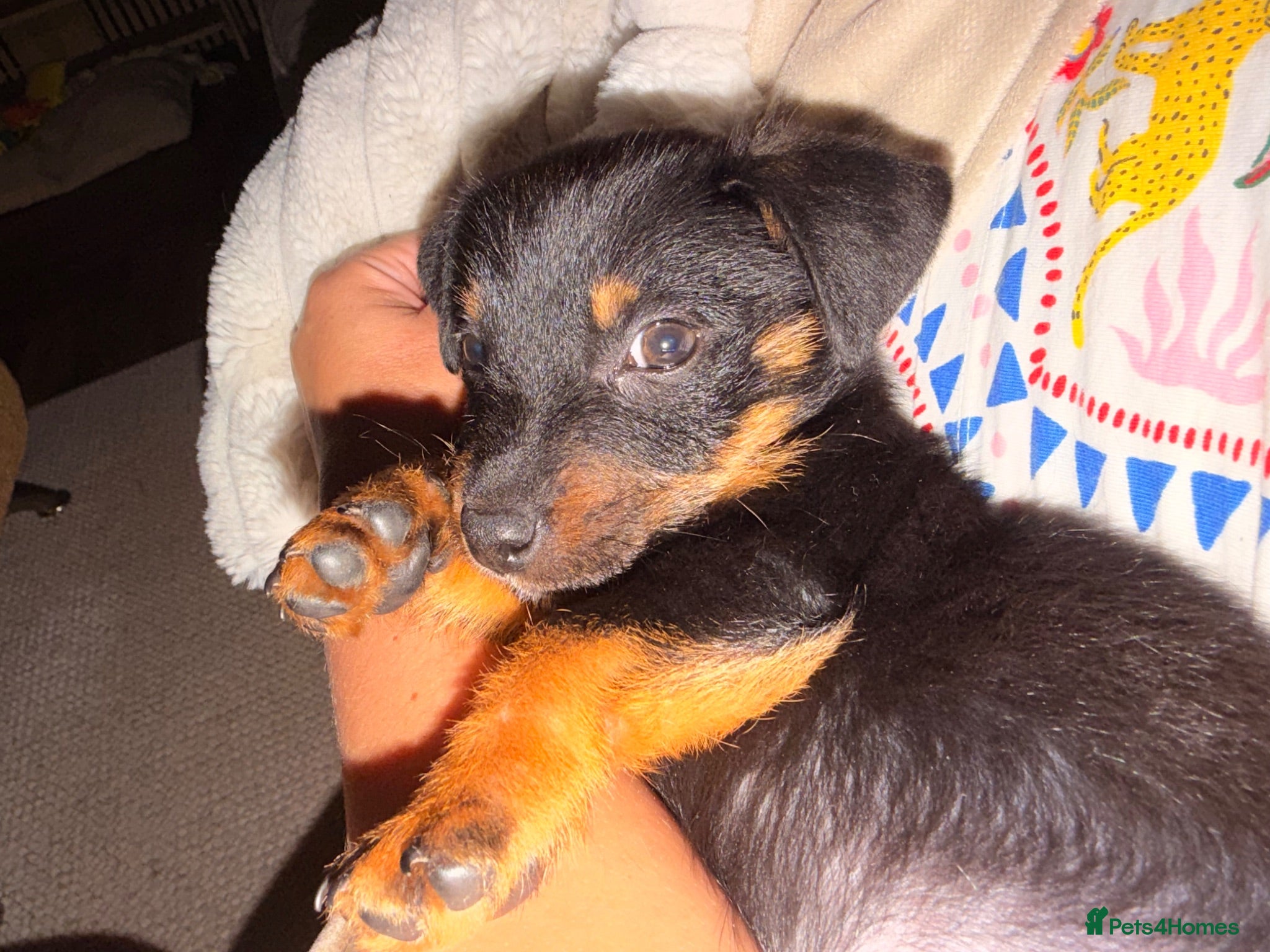 Mixed Breed dogs 3/4 Jack Russell, 1/4 Yorkshire terrier  - Advert 4