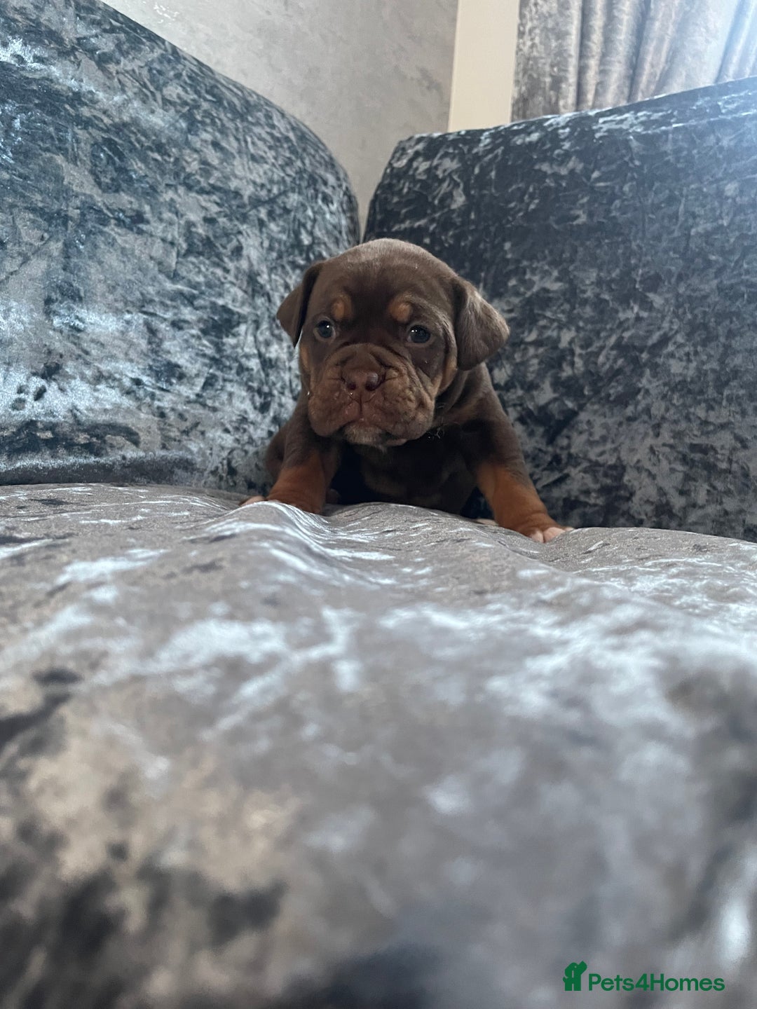 Olde English Bulldogge dogs for sale: NEBBR registered Olde English bulldogge puppies - Advert 15