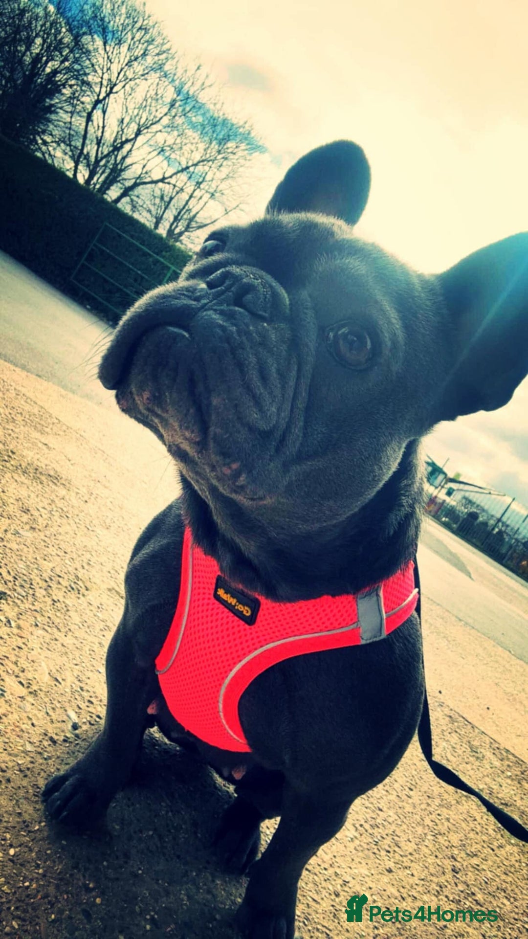French Bulldog dogs for sale: Frenchie - Advert 4
