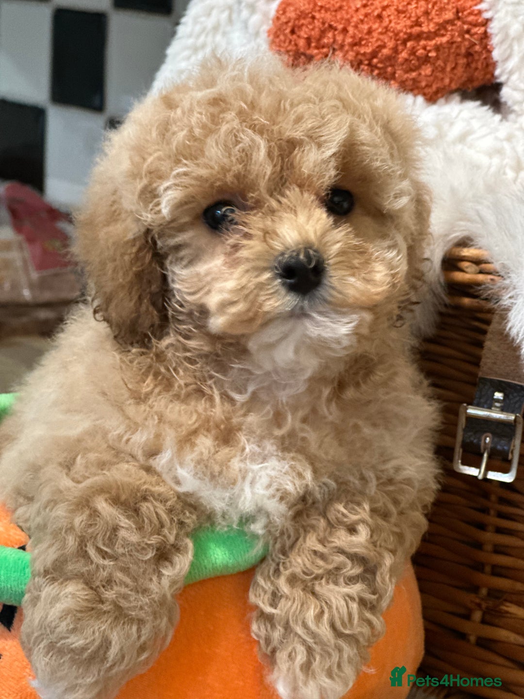 Shihpoo dogs for sale: Absolutely stunning Shihpoo pups ready now ❤️ - Image 8