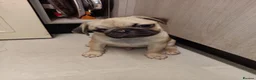 Pug dogs for sale: Pugs  - Advert 8