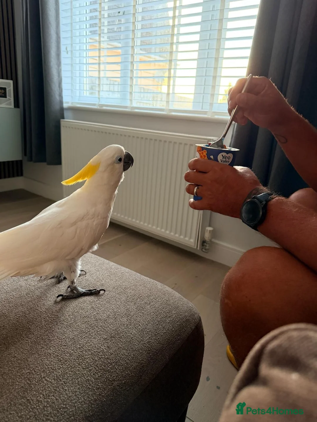 Cockatoo birds for sale: Male cockatoo Flash in Wadebridge - Advert 2