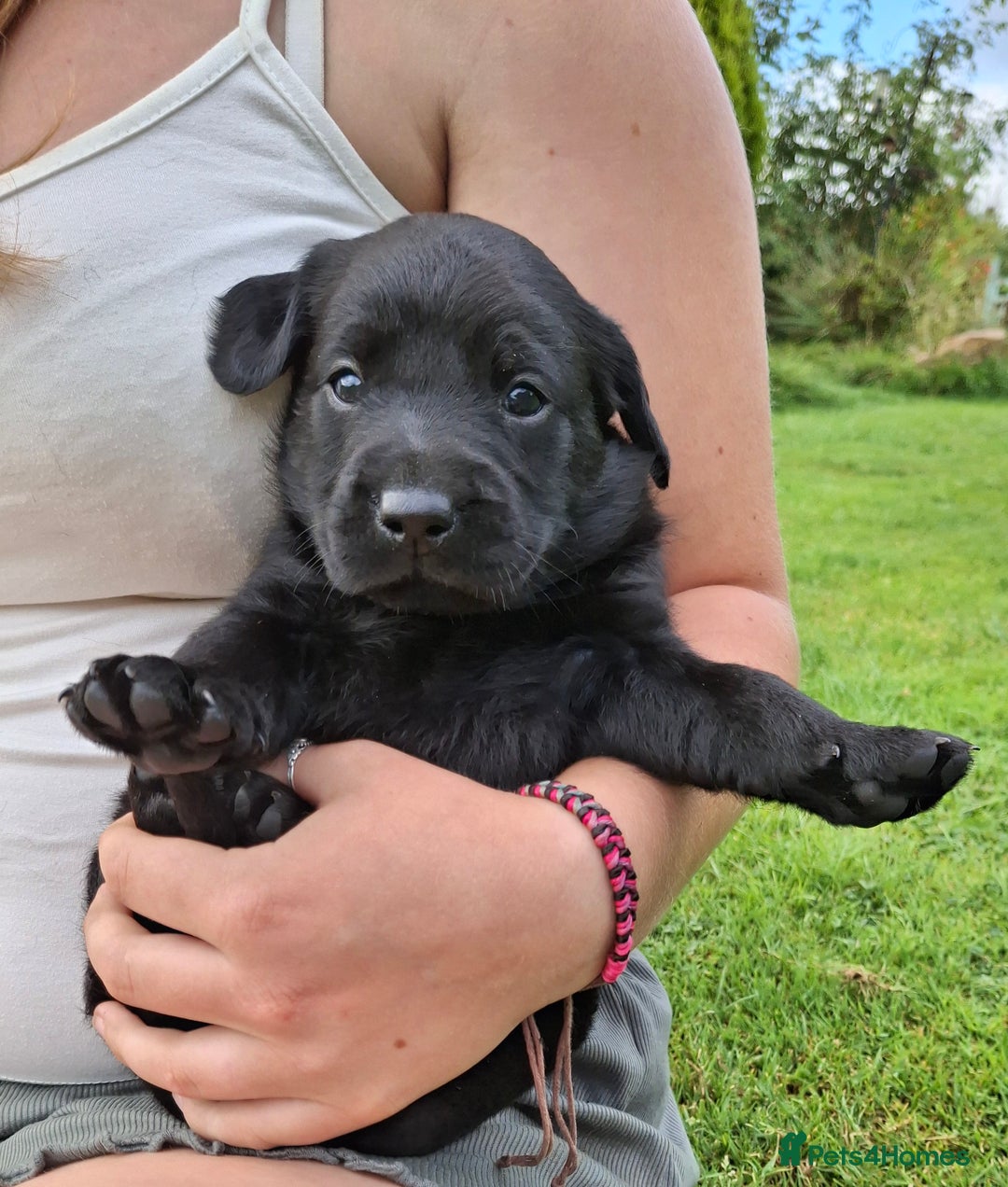 Labrador Retriever dogs for sale: Fifth generation pedigree pups  - Image 8