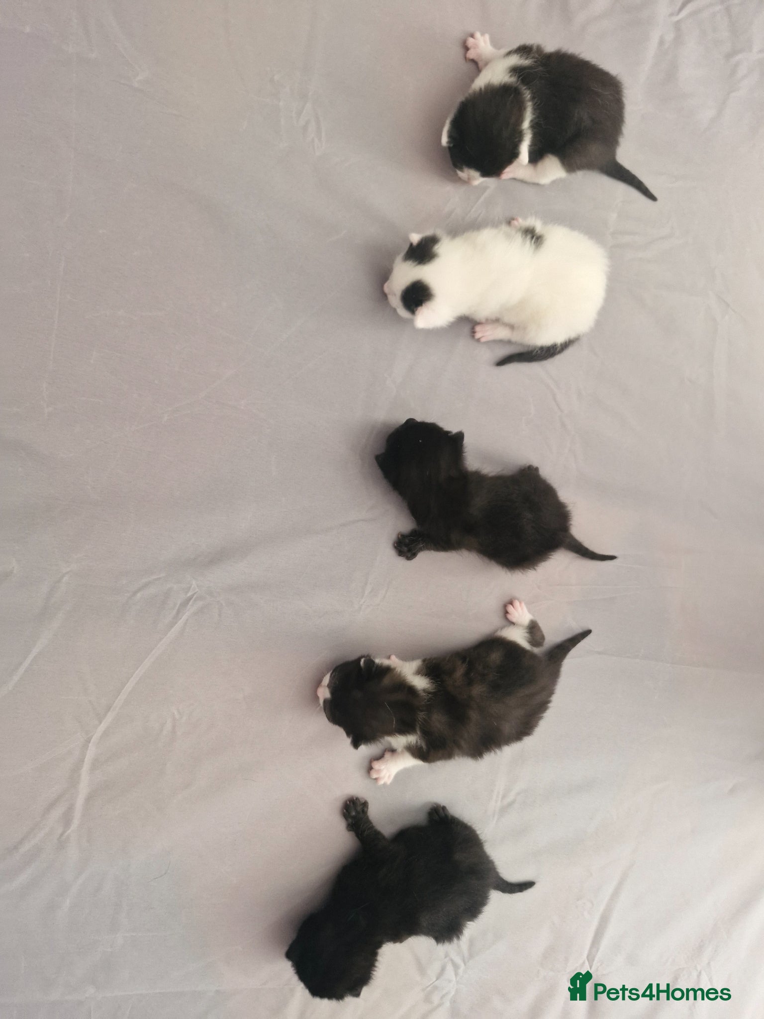 Mixed Breed cats Lovely kittens looking for new home - Advert 4
