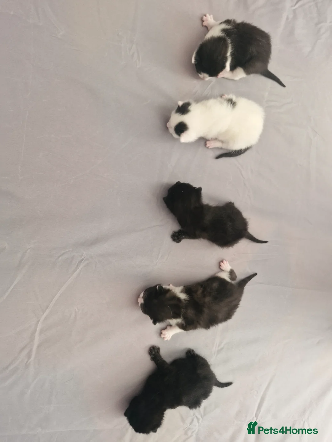Mixed Breed cats for sale: Lovely kittens looking for new home - Advert 1