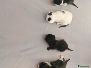Mixed Breed cats Lovely kittens looking for new home - Advert 5