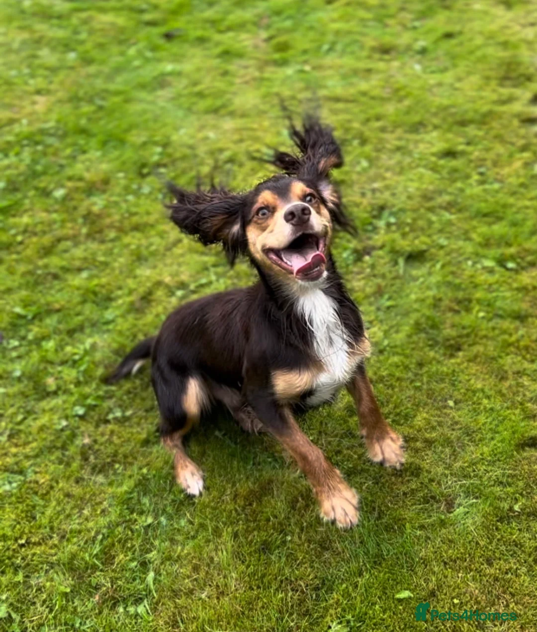 Cocker Spaniel dogs for stud: Stunning Cocker Spaniel for stud - Advert 15