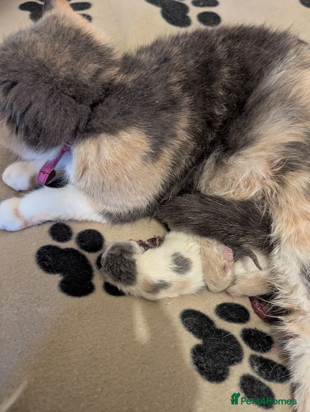 Exotic cats for sale: STUNNING EXOTIC SHORTHAIR MALE  - Advert 2
