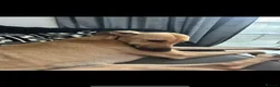 Greyhound dogs for sale: Trickii  - Advert 2