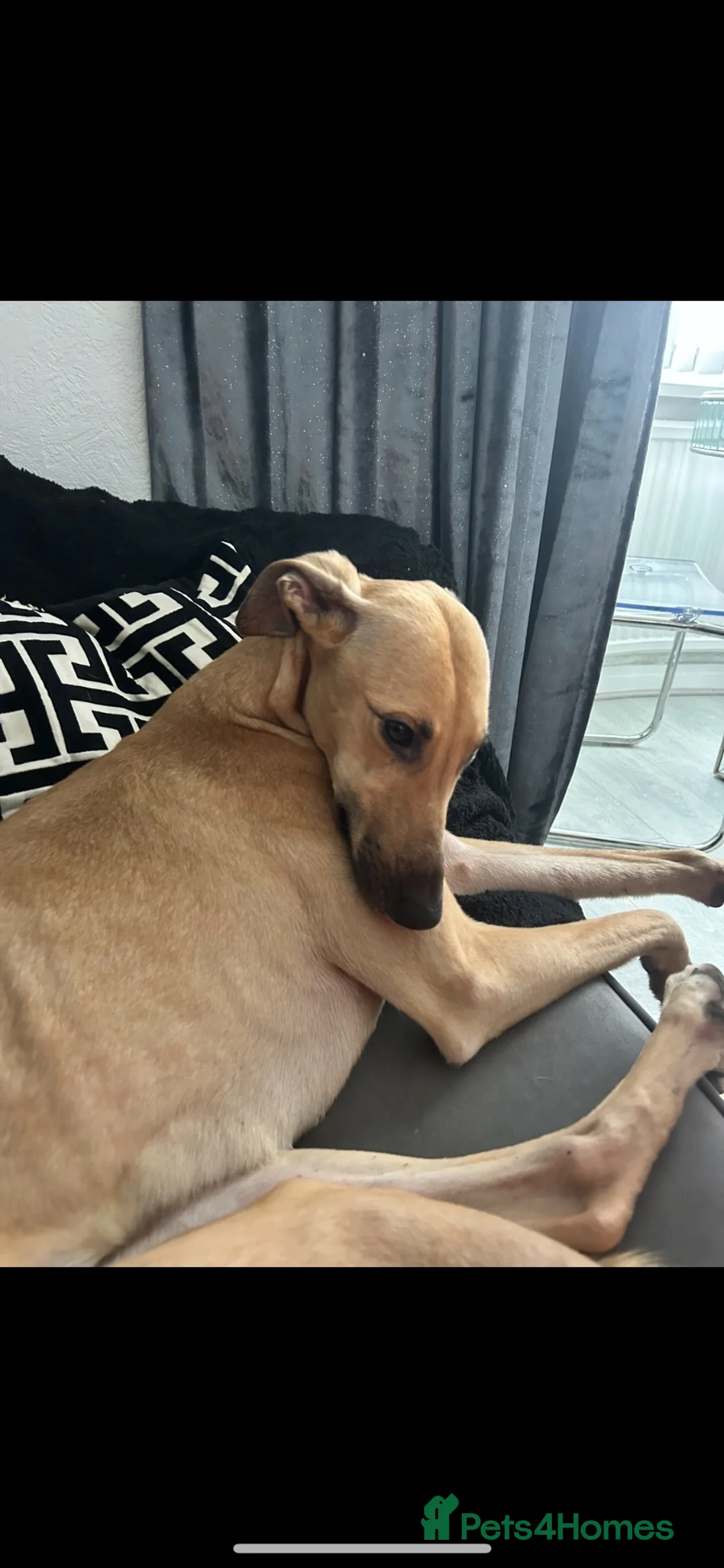 Greyhound dogs for sale: Trickii  - Advert 2